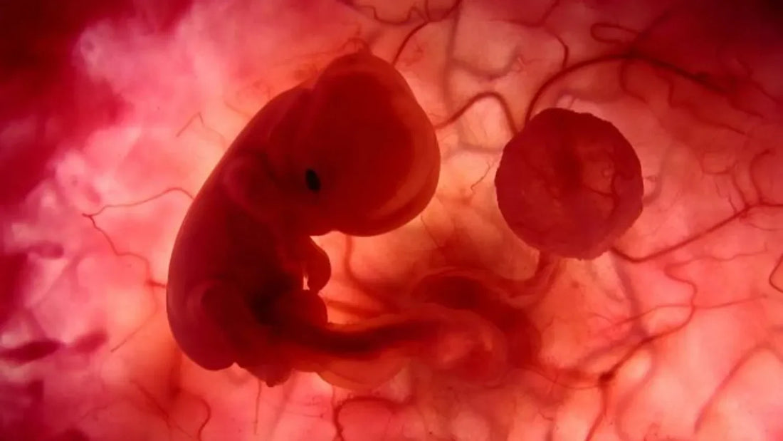 nutriendo el cordon vital: Una GUia Holistica para la salud de la placenta durante ellembarazo